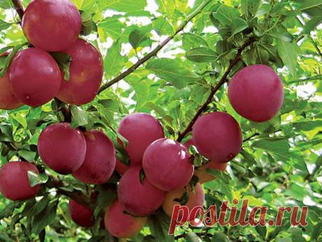 Алыча-Prúnus cerasiféra Алыча является высокопродуктивной и скороплодной культурой, обладающей адаптационной особенностью, а плоды алычи и продукты переработки имеют отменные вкусовые качества. Благодаря вышеперечисленным ха...