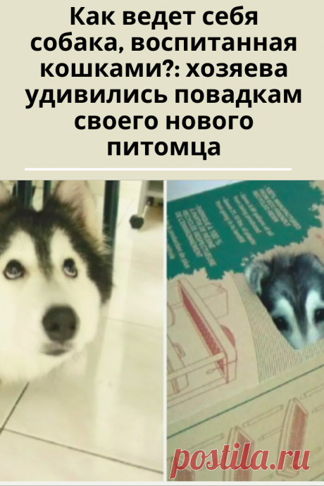 Красавица Талли поразила новых хозяев удивительными привычками. Владелец был потрясен, когда заметил неожиданную странность с её лапами. Но давайте обо всём по порядку.