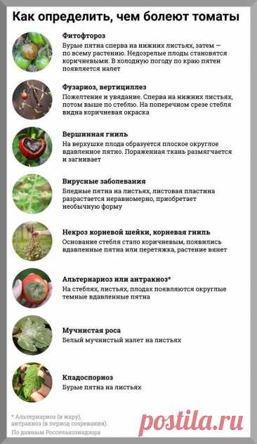 Томаты к концу июня: подробно разбираем, что обязательно нужно сделать с томатами в самый важнейший период роста и развития | Дачные истории | Дзен