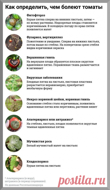 Томаты к концу июня: подробно разбираем, что обязательно нужно сделать с томатами в самый важнейший период роста и развития | Дачные истории | Дзен