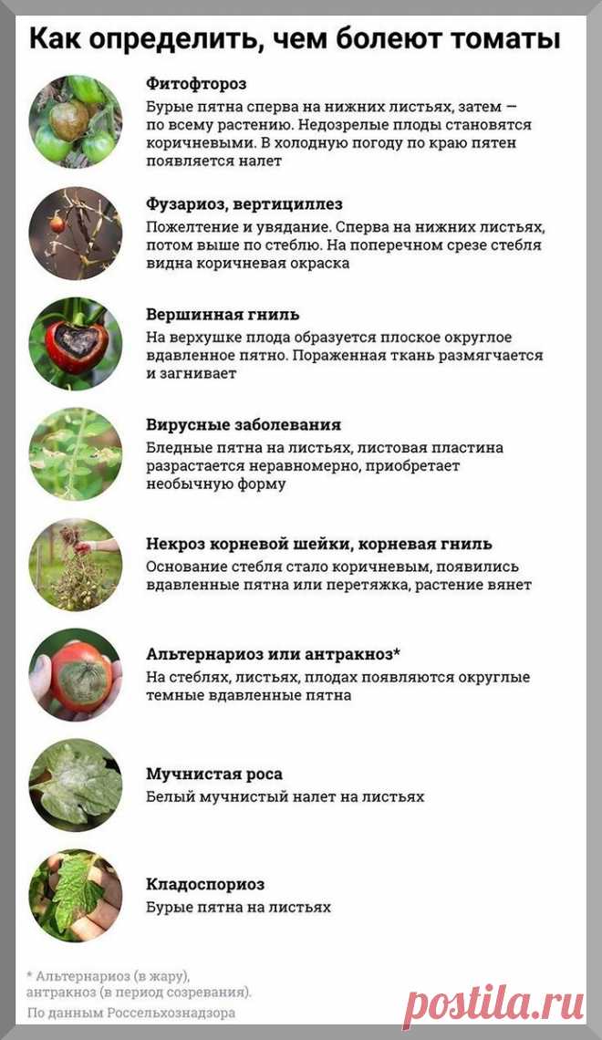 Томаты к концу июня: подробно разбираем, что обязательно нужно сделать с томатами в самый важнейший период роста и развития | Дачные истории | Дзен