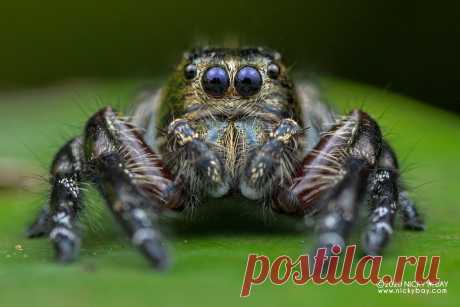 Jumping spider (Hyllus diardi) - DSC_6931 View more at Salticidae Checklist: Jumping Spiders  www.nickybay.com