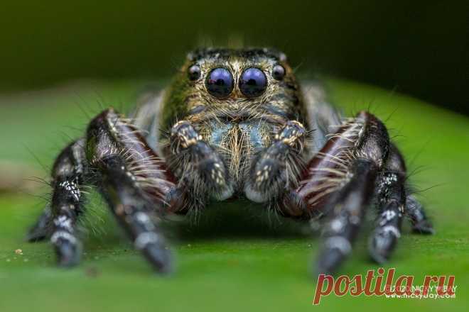 Jumping spider (Hyllus diardi) - DSC_6931 View more at Salticidae Checklist: Jumping Spiders  www.nickybay.com