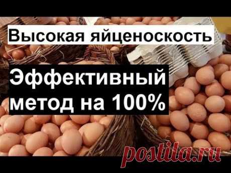 Повышаем яйценоскость кур. Правильное кормление кур несушек. Куры несушки
