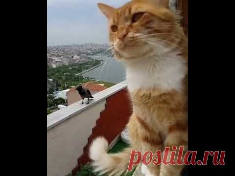 Душевный разговор кота и вороны