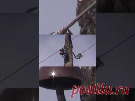 Чем опасна &quot;земля&quot; в сети 10кВ.Сгорела опора. #shorts