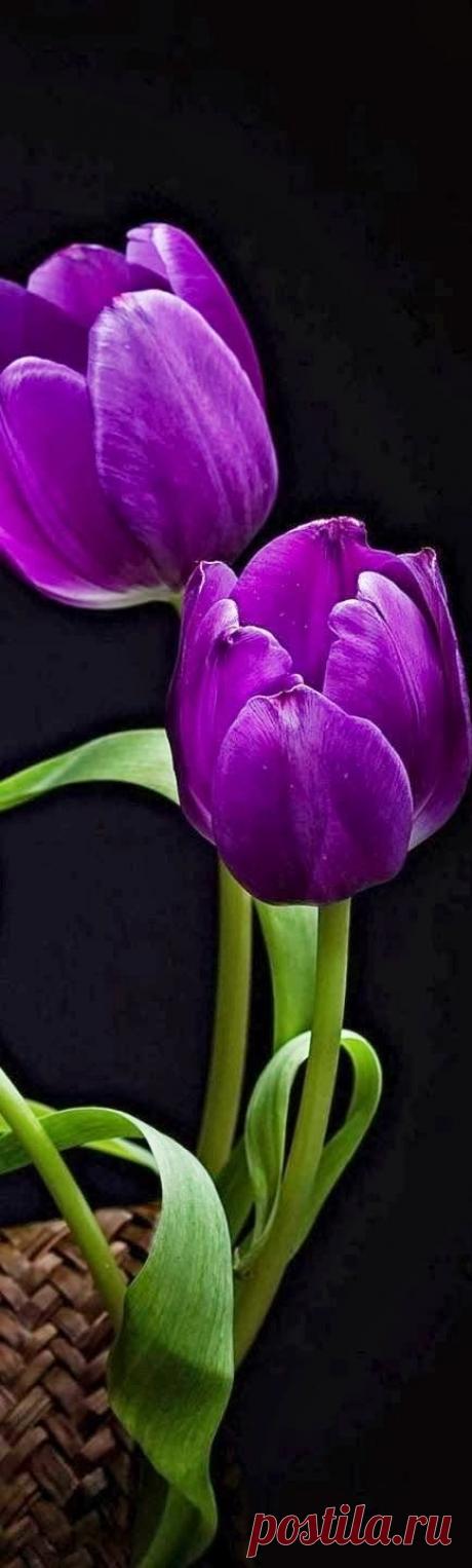Purple Tulips | Glorious Purples