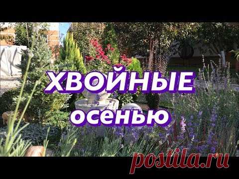 Хвойные растения осенью.  Подготовка хвойных к зиме