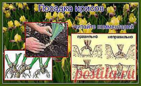 ПОСАДКА ИРИСОВ