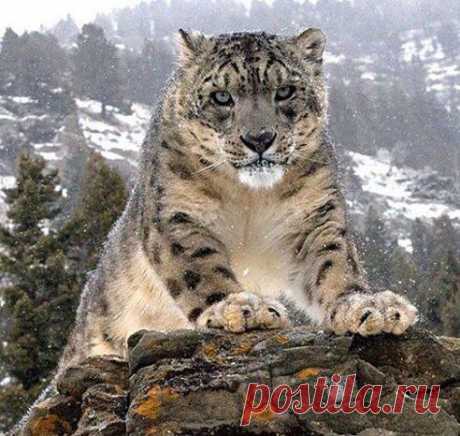 Хозяин гор - ирбис (снежный барс)