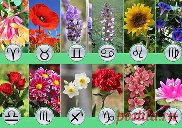 ЦВЕТЫ ПО ЗНАКАМ ЗОДИАКА