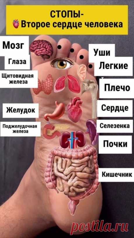 Проекция внутренних органов на стопу