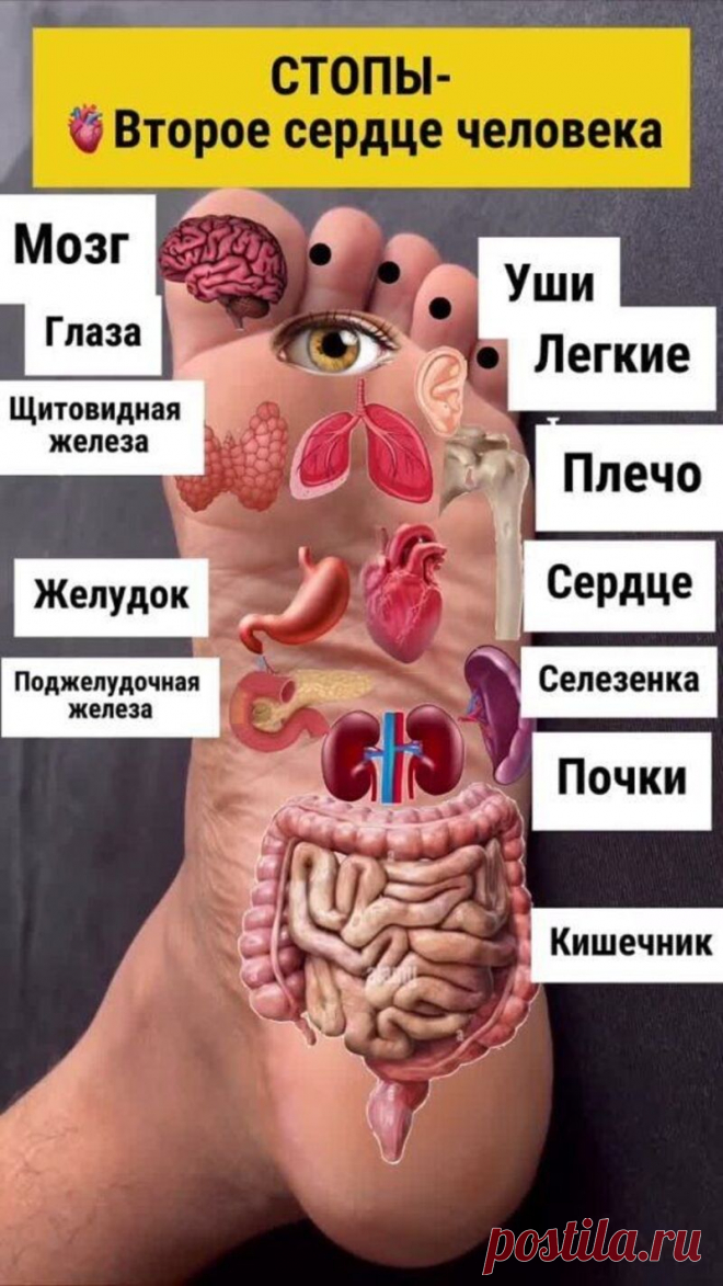 Проекция внутренних органов на стопу