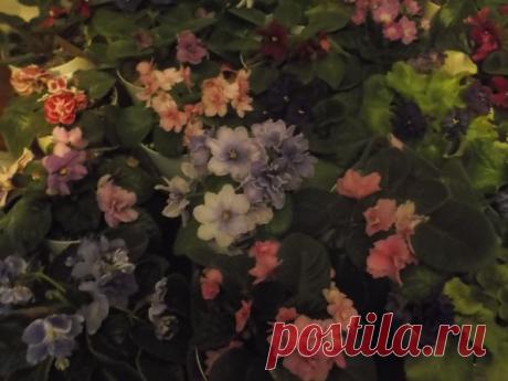 Фиалки 2013 — Талгар - городской портал