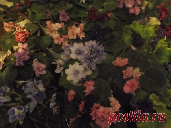 Фиалки 2013 — Талгар - городской портал