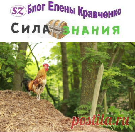 Куриный помет как удобрение + как применять и разводить