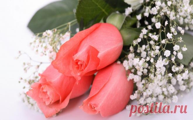 1265055825_C1F3EAE5F220E8E720F0EEE7203032.jpg (1680×1050)