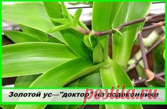 Золотой ус(домашний женьшень)--