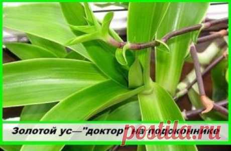Золотой ус(домашний женьшень)--"это ваш "доктор" на подоконнике.