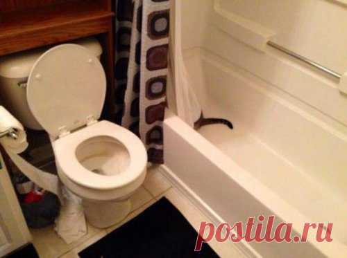 Котэ-приколы / Приколы