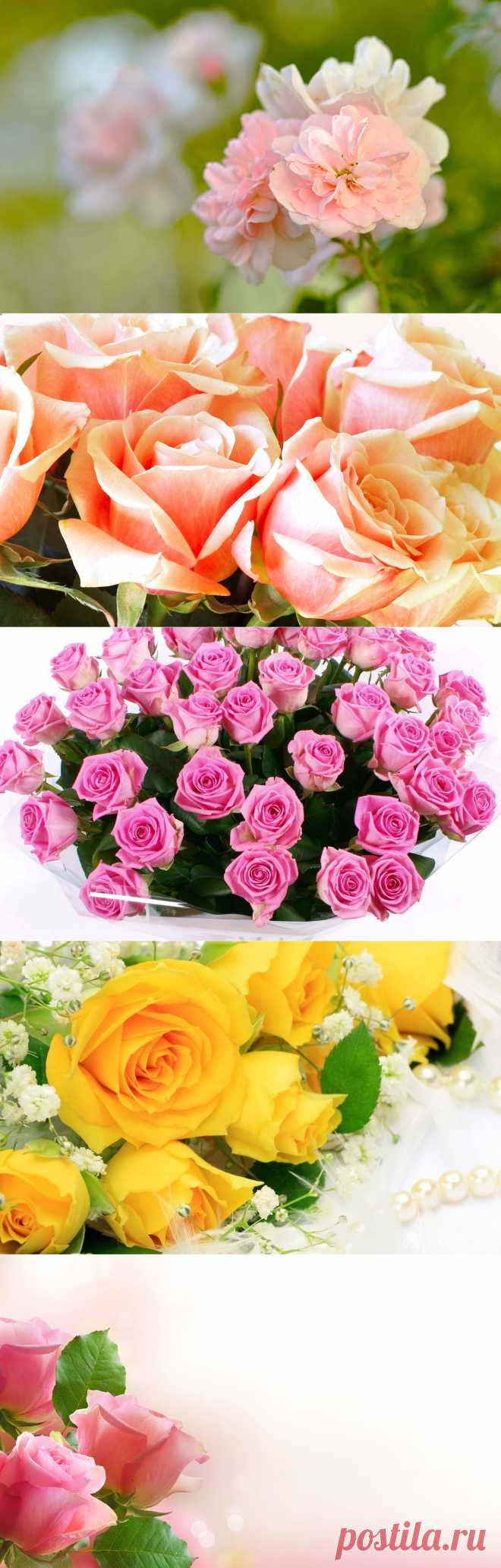 Розы воспевали самые древние поэты и художники