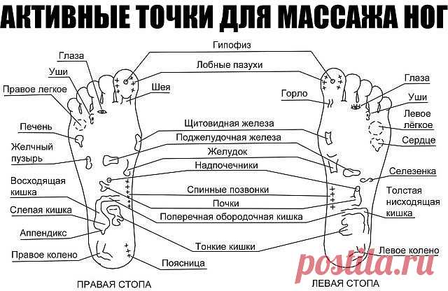 АКТИВНЫЕ ТОЧКИ ДЛЯ МАССАЖА НОГ
1. Если массировать кончики пальцев ног, можно избавиться от головной боли и простимулировать деятельность головного мозга.
2. Область вокруг больших пальцев ног поможет справиться с болью в шее — нужно лишь активно ее помассировать.
3. Массаж области в центре стопы помогает справиться с болезнями легких, облегчает патологическое состояние при астме, снимает одышку.
4. Разминая зону чуть ниже большого пальца на стопе, выпуклую подушечку, ты п...