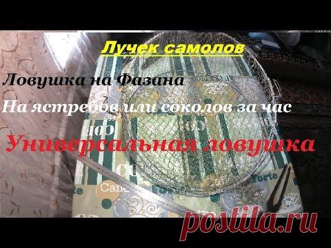 Ловушка на Фазана, Ястреба, Сокола, Куропатку// час работы