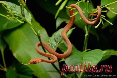 Brown Tree Snake (Boiga irregularis) Brown Tree Snake (Boiga irregularis), juvenile. Mamberamo Basin, Papua, Indonesia (New Guinea).
