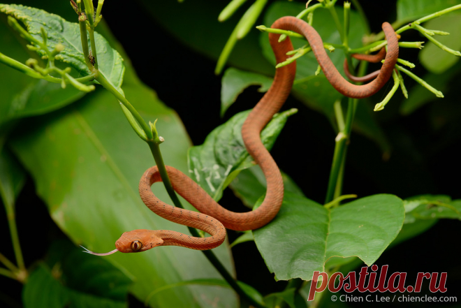 Brown Tree Snake (Boiga irregularis) Brown Tree Snake (Boiga irregularis), juvenile. Mamberamo Basin, Papua, Indonesia (New Guinea).