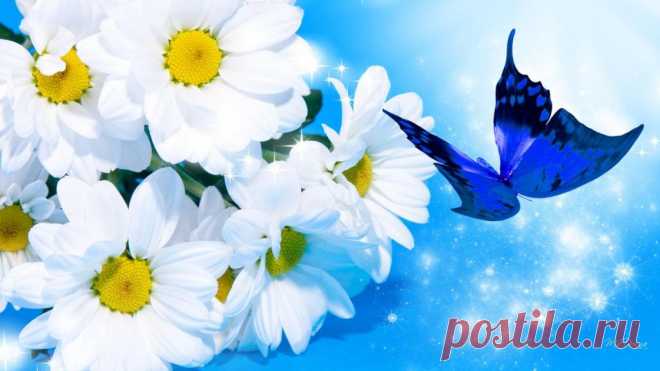 Daisy Blue HD desktop wallpaper : Widescreen : High Definition : Fullscreen Daisy Blue HD Wallpaper. Here You Can Download Free Daisy Blue High Resolution Desktop Background for Widescreen, Photos in HD Widescreen High Quality Resolutions for Free