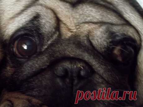 ЛЮБИМЕЦ ПУБЛИКИ