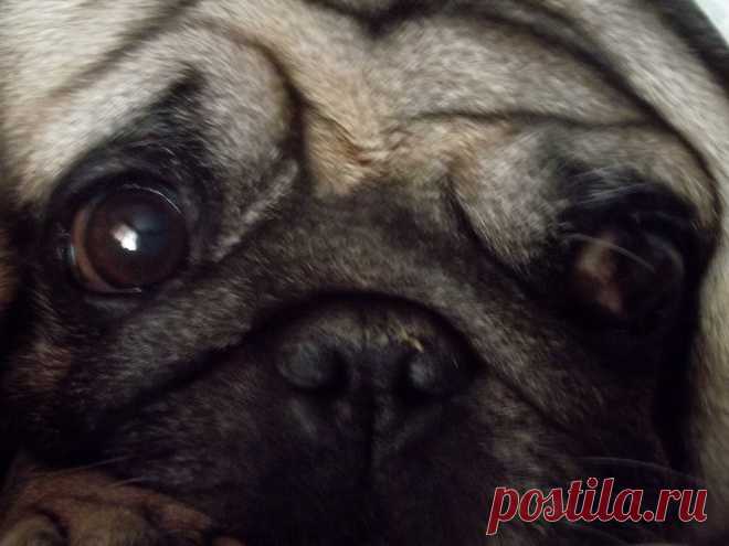 ЛЮБИМЕЦ ПУБЛИКИ