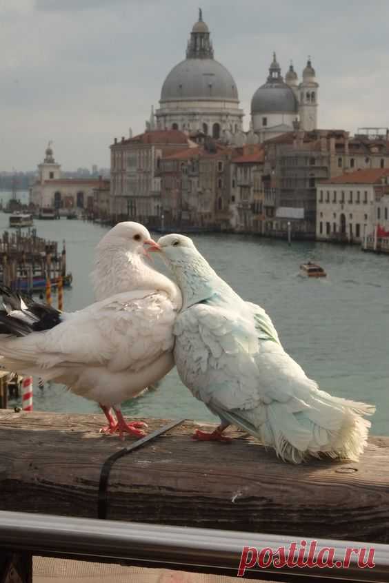 Venezia - colombi   |  Pinterest • Всемирный каталог идей
