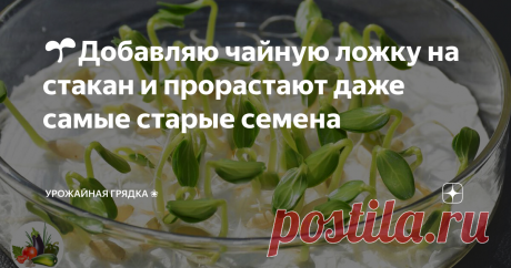 🌱Добавляю чайную ложку на стакан и прорастают даже самые старые семена