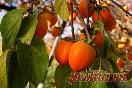 Полезные свойства хурмы