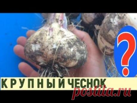 ОЧЕНЬ КРУПНЫЙ ЧЕСНОК, МУЛЬЧИРОВАНИЕ ЧЕСНОКА ОСЕНЬЮ