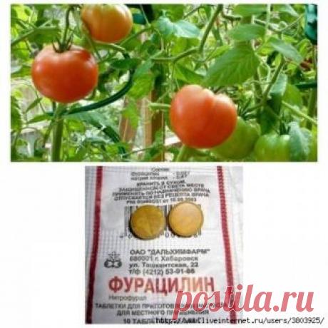 Купите дешевый фурацилин из аптеки и спасите свои томаты!