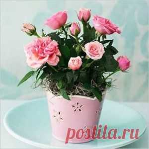 КАК ВЫРАСТИТЬ РОЗУ В ДОМАШНИХ УСЛОВИЯХ