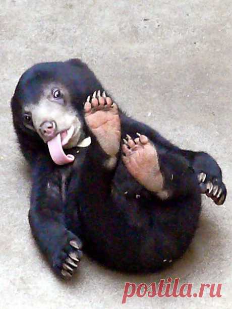 Baby Sun Bear.