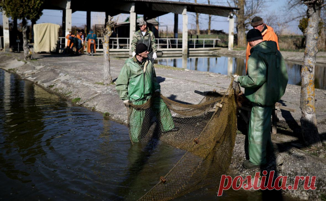 Водный налог: что это, ставки и порядок исчисления. Что такое водный налог
 
 Водный налог ― это федеральный налог, который взимается в России с юридических и физических лиц за использование водных объектов по лицензии.