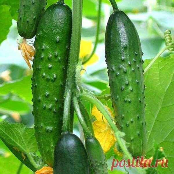 Ранние сорта и гибриды огурцов. Урожай через 32–48 дней после посева | Секреты Сада. Дача, цветы | Яндекс Дзен