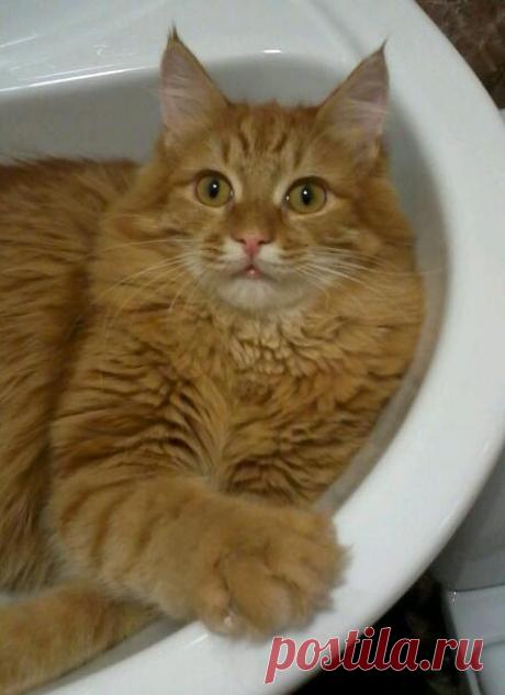 Прикольных котов пост - ЯПлакалъ