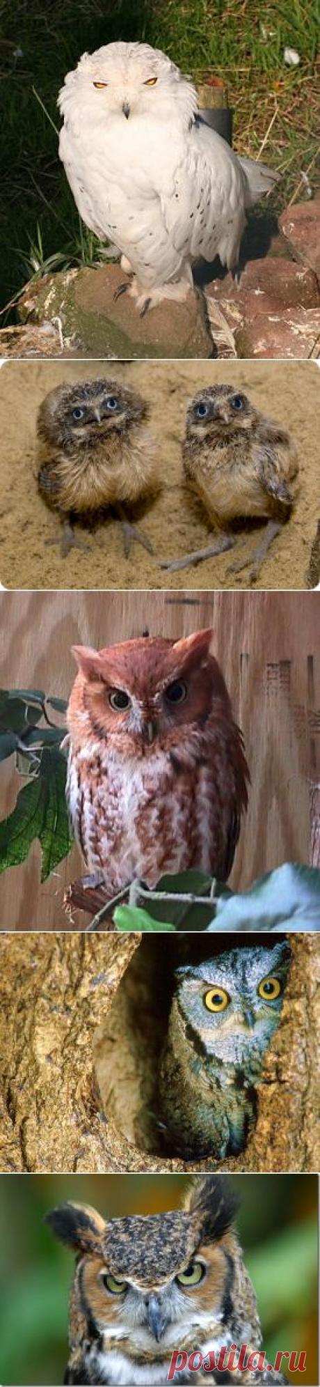 Форум - Замок &gt; Совы, совушки, совуньи и совята...