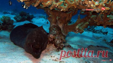 Дайвинг в Хургаде | Фотогалерея | Фотообои | Мурена