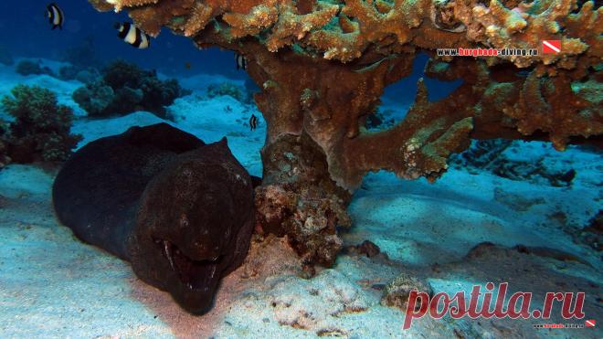 Дайвинг в Хургаде | Фотогалерея | Фотообои | Мурена