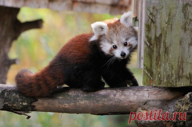 Панды крутые, а красные панды еще круче