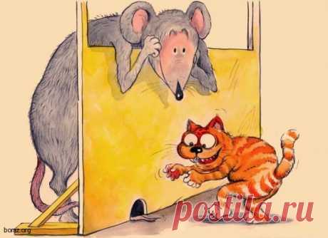иллюстрация кот птицы крысы животные: 11 тыс изображений найдено в Яндекс.Картинках