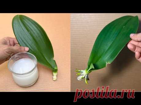 Ця чарівна вода миттєво і дуже легко оживляє 1 листок орхідеї