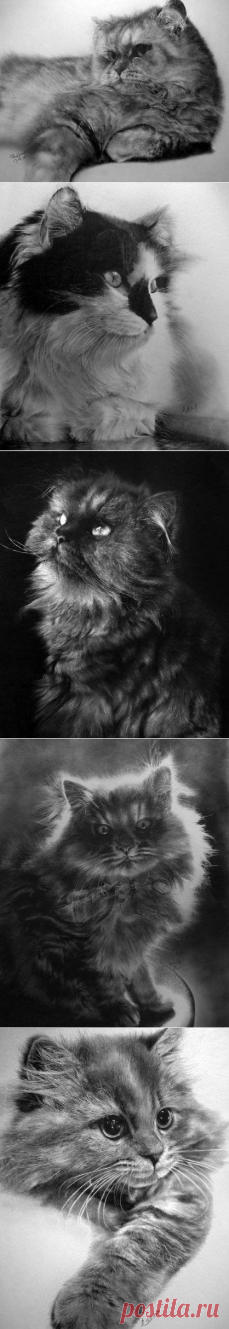 Фотореалистичные рисунки кошек простым карандашом &amp;raquo; Бяки.нет