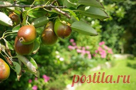 Груша дала отводки и засохла - Огород, сад, балкон - медиаплатформа МирТесен Замучились бороться с порослью сирени и кустовидной вишни, а тут еще и груша «свинью подложила». Дала массу поросли и сама засохла. Отчего, понять невозможно. Но поросль у нее самая неприятная – мощная, с гигантскими колючками. Убирать ее − еще то «удовольствие»… Такую поросль можно использовать...